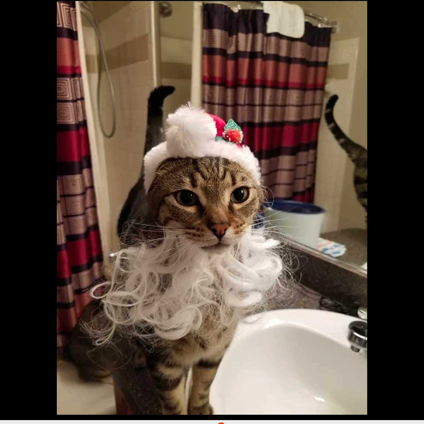 Stitchie is registered to the contest to win money with this photo: animal, bathroom, beard, cat, costume, countertop, curled_whiskers, curtain, decor, domestic, feline, fur, holiday, indoor, mirror, pet, santa_hat, sink, standing, tabby