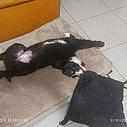 Arès a rejoint le concours — aidez-le/la à gagner de superbes lots ! dog, black_and_white, pet_bed, cushion, tile_floor, leather_couch, indoor, playful, lying_down, paw, fur, canine, resting, home, animal, cute, relaxed, nibbling, mischievous, cozy