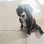 Arès a rejoint le concours — aidez-le/la à gagner de superbes lots ! puppy, dog, black_and_white, sitting, floor, tile, indoor, pet, cute, fur, young, canine, animal, looking, front_view, small, adorable, light, shadow, home