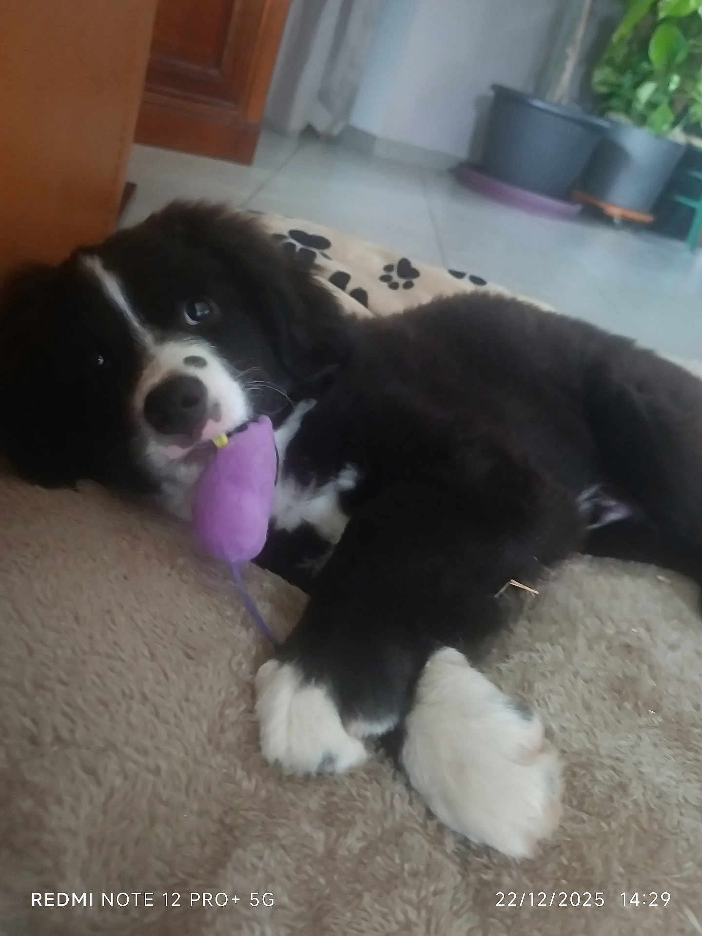 Arès participe au concours pour gagner de l'argent avec cette photo : puppy, dog, black_and_white, toy_mouse, carpet, indoor, plant, furniture, cute, pet, lying_down, paw, floor, cozy, animal, young_dog, playful, domestic, relaxed, pet_toy