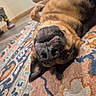 dog, indoor, rug, patterned_rug, nose, whiskers, floor, wooden_floor, furniture, upside_down, pet, canine, closeup, animal, relaxed, cozy, brown, black, ears, lying_down