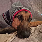 Lola is registered to the contest to win money with this photo: dog, german_shepherd, hood, sweater, pet, animal, lying_down, blanket, indoor, cozy, cute, ears, sleepy, portrait, close_up, fur, resting, canine, fabric, curtain