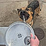 dog, german_shepherd, water_fountain, hand, water_stream, concrete, outdoor, thirsty, pet, animal, drinking, wet, paw, muzzle, fur, canine, sidewalk, public_space, daytime, close_up