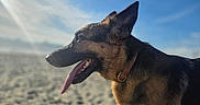 Lola is registered to the contest to win money with this photo: dog, german_shepherd, outdoor, beach, sand, sky, sunlight, animal, canine, tongue_out, pet, collar, profile, ears_up, daytime, nature, happy, muzzle, fur, closeup
