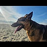 dog, german_shepherd, outdoor, beach, sand, sky, sunlight, animal, canine, tongue_out, pet, collar, profile, ears_up, daytime, nature, happy, muzzle, fur, closeup