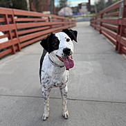 Merlin is registered to the contest to win money with this photo: dog, canine, tongue_out, happy, black_and_white, collar, bridge, railing, walkway, pavement, outdoor, portrait, close_up, bokeh, shallow_depth_of_field, pet, ears, wet_nose, spring, smiling