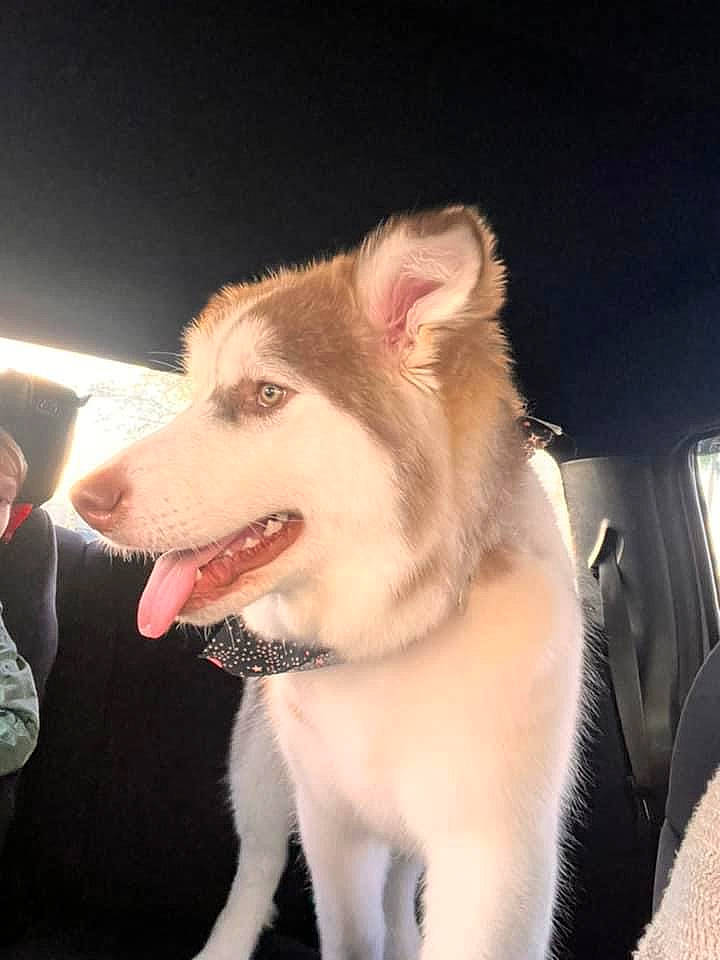 Peaches joined the competition — help win amazing prizes! ancient_dog_breeds, canidae, carnivore, collar, companion_dog, dog, dog_breed, dog_collar, fang, fawn, flash_photography, fur, fur_clothing, leash, sled_dog, snout, sporting_group, tail, whiskers, working_dog