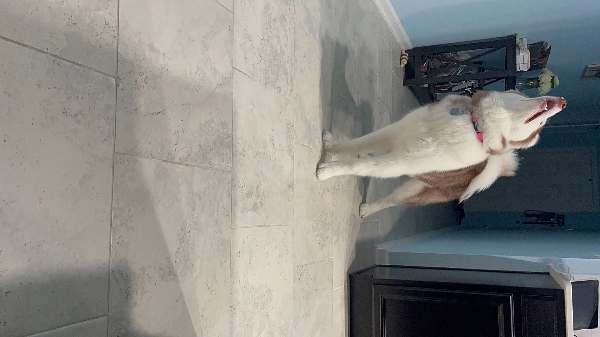 Peaches is registered to the contest to win money with this photo: art, carnivore, cockatoo, companion_dog, concrete, dog, dog_breed, felidae, fish, grey, home_appliance, kitchen_appliance, room, small_to_medium_sized_cats, sporting_group, tail, wood