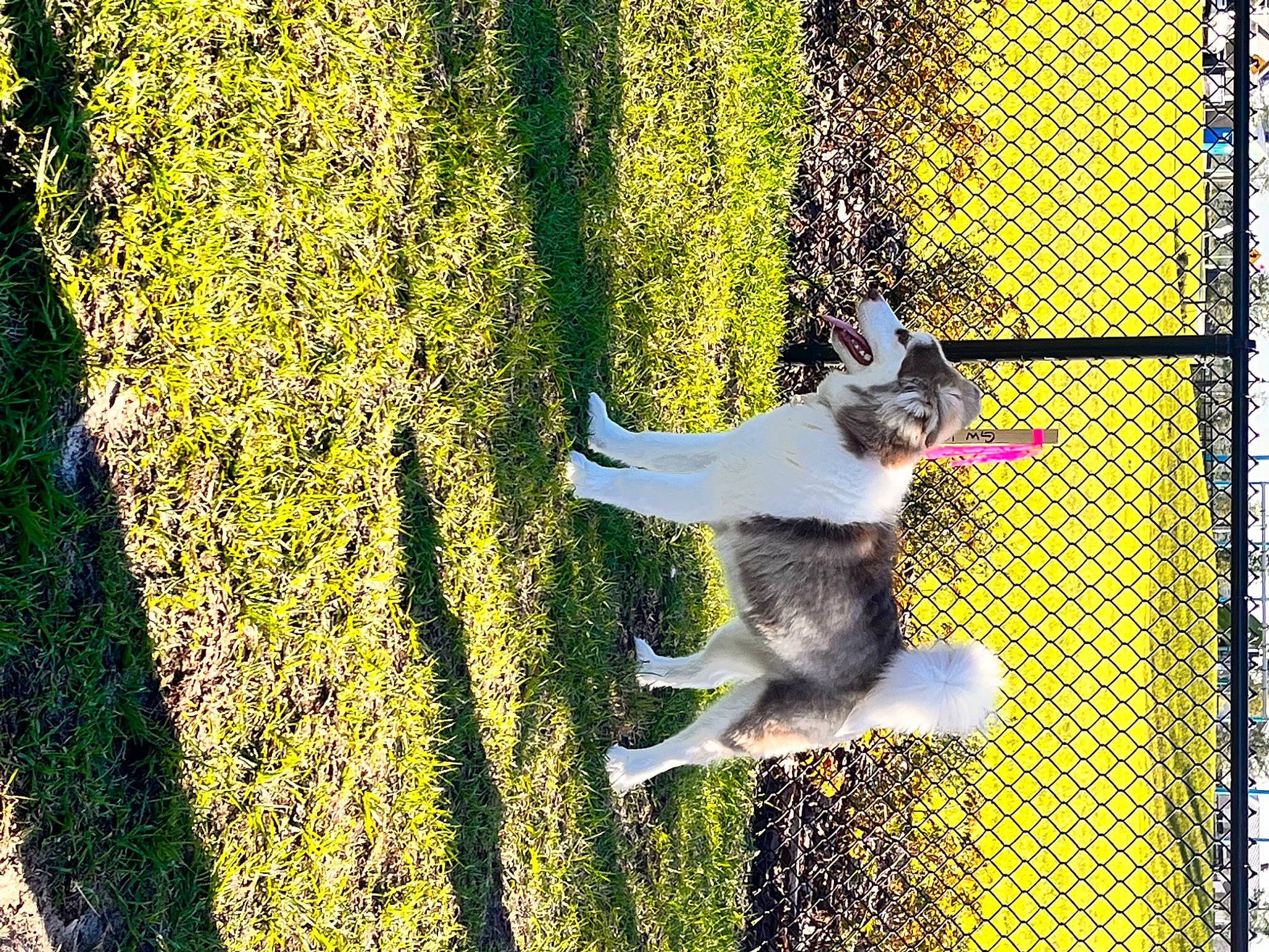 Peaches is registered to the contest to win money with this photo: art, beak, canidae, carnivore, companion_dog, dog_breed, felidae, grass, groundcover, mesh, metal, people_in_nature, pet_supply, plant, small_to_medium_sized_cats, tail, tree, trunk, whiskers, wire_fencing