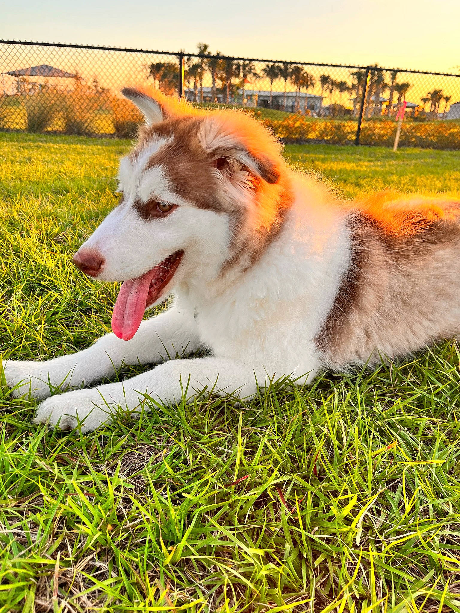 Peaches is registered to the contest to win money with this photo: canidae, carnivore, companion_dog, dog, dog_breed, fur, grass, grassland, happy, herding_dog, love, people_in_nature, plant, sky, sporting_group, terrestrial_animal, working_animal, working_dog