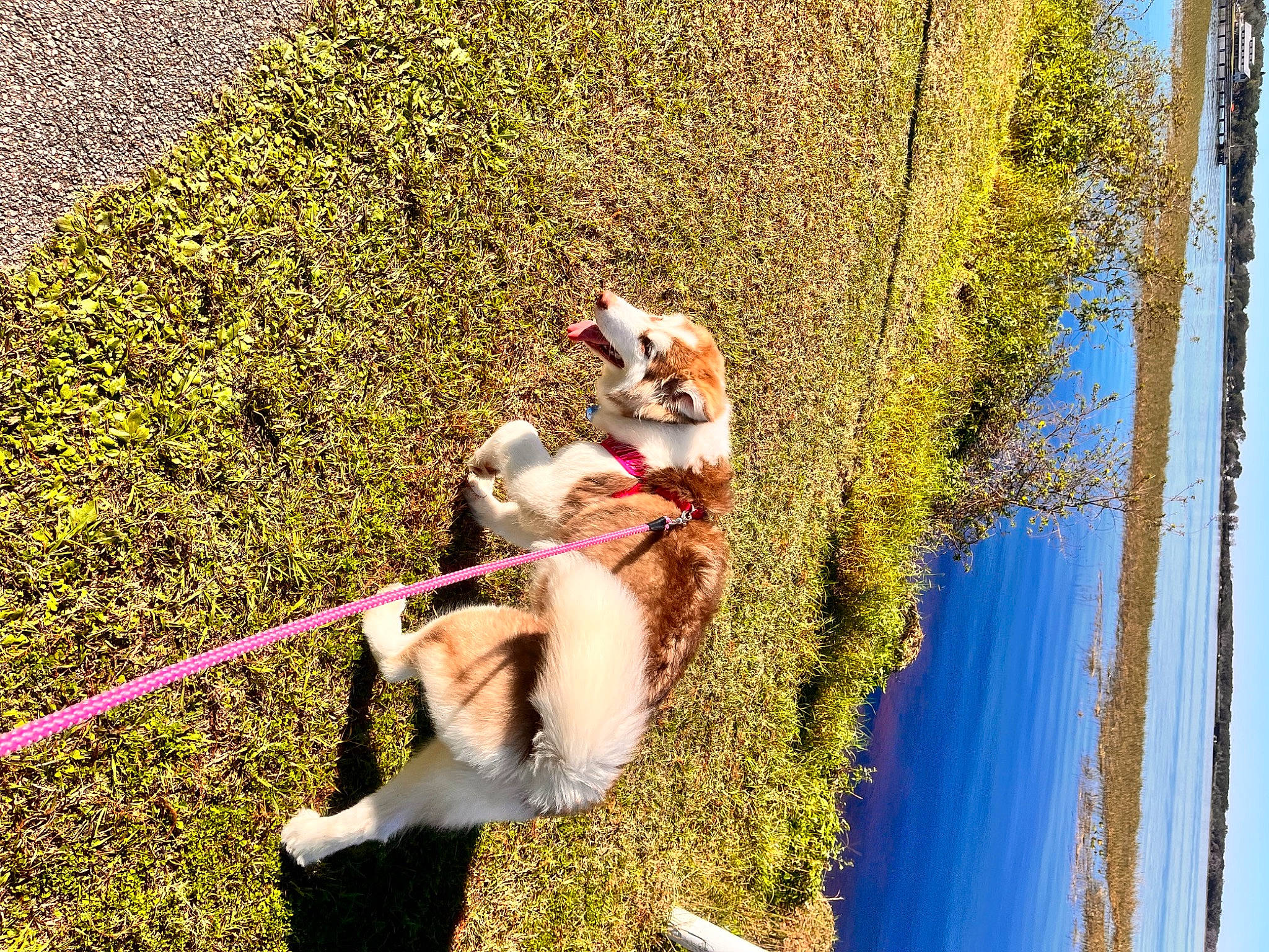 Peaches is registered to the contest to win money with this photo: canidae, carnivore, collar, companion_dog, dog, dog_breed, fawn, grass, leash, leisure, people_in_nature, pet_supply, plant, sky, slope, sporting_group, tail, tree, water, wood