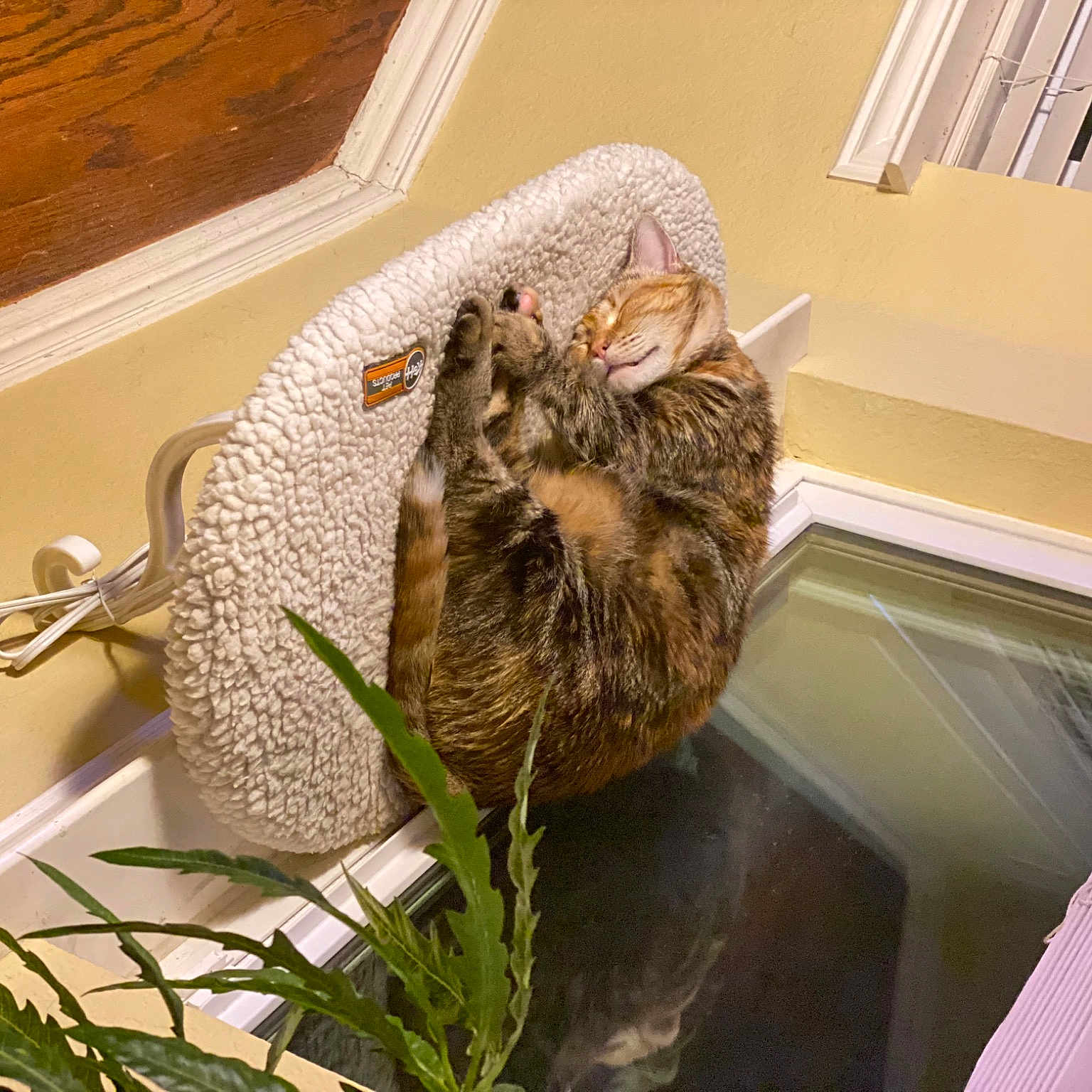 Kitty