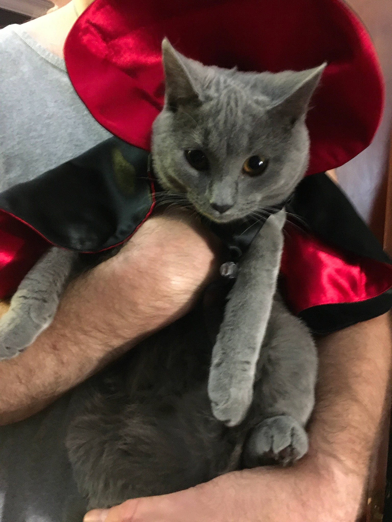 Nico joined the competition — help win amazing prizes! asian, black_cat, british_shorthair, burmese, carnivore, cat, chartreux, domestic_short_haired_cat, felidae, german_rex, korat, mammal, nebelung, russian_blue, small_to_medium_sized_cats, snout, vertebrate, whiskers