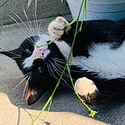 De Almeida Susana a rejoint le concours — aidez-le/la à gagner de superbes lots ! cat, black_and_white, plant, potted_plant, spider_plant, concrete, outdoor, sunlight, whiskers, playful, pet, animal, green, nature, paw, cute, relaxed, feline, leaf, nibbling