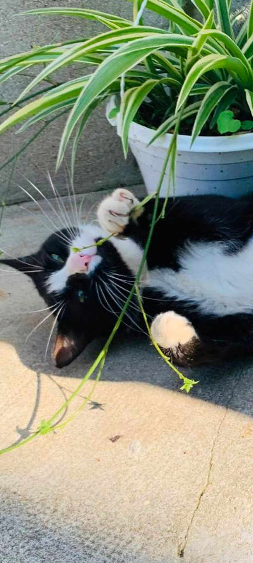 De Almeida Susana a rejoint le concours — aidez-le/la à gagner de superbes lots ! cat, black_and_white, plant, potted_plant, spider_plant, concrete, outdoor, sunlight, whiskers, playful, pet, animal, green, nature, paw, cute, relaxed, feline, leaf, nibbling