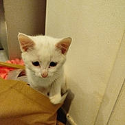 Tim participe au concours pour gagner de l'argent avec cette photo : kitten, cat, white_cat, indoor, corner, curious, small_animal, pet, feline, young_cat, soft_light, brown_cloth, wall, floor, domestic_animal, cute, animal, whiskers, ears, nose