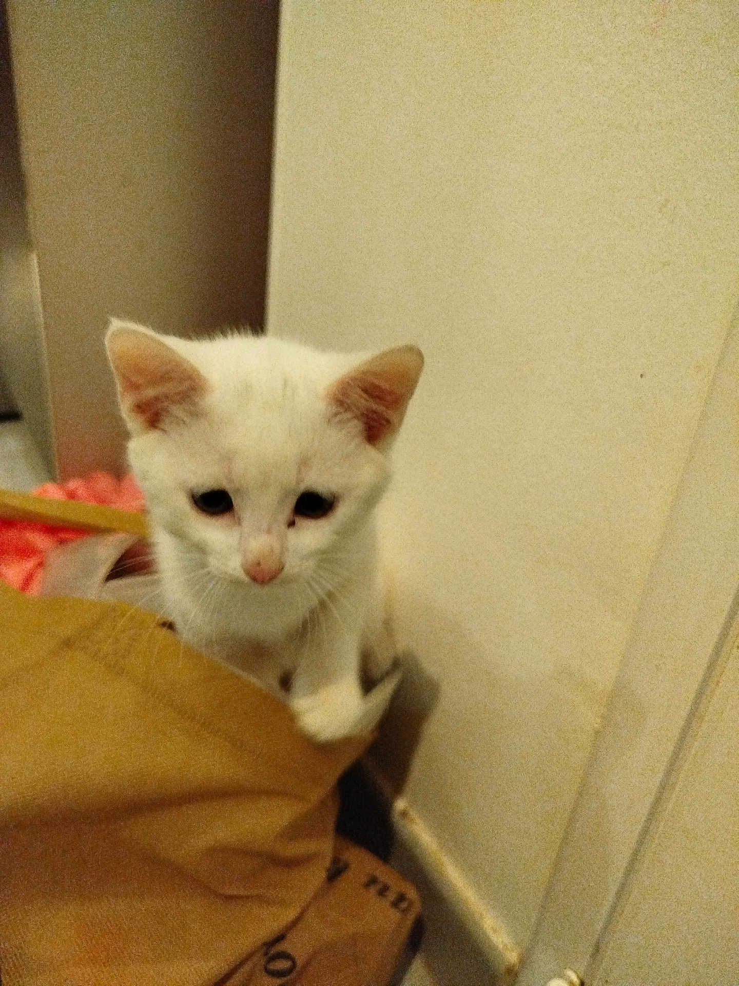 Tim participe au concours pour gagner de l'argent avec cette photo : kitten, cat, white_cat, indoor, corner, curious, small_animal, pet, feline, young_cat, soft_light, brown_cloth, wall, floor, domestic_animal, cute, animal, whiskers, ears, nose