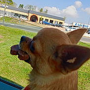 Laska participe au concours pour gagner de l'argent avec cette photo : dog, chihuahua, treat, car_interior, window, grass, road, building, store, sign, sky, cloud, daytime, pet, animal, outdoor, closeup, head, ear, brown