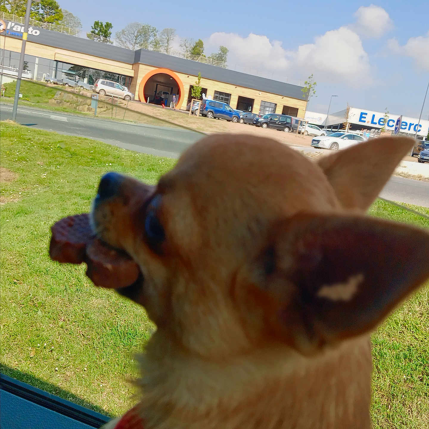 Laska participe au concours pour gagner de l'argent avec cette photo : dog, chihuahua, treat, car_interior, window, grass, road, building, store, sign, sky, cloud, daytime, pet, animal, outdoor, closeup, head, ear, brown