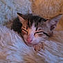 kitten, sleeping, cat, fluffy, white_blanket, cozy, closeup, animal, pet, cute, furry, resting, soft, indoors, peaceful, small, face, pink_nose, ears, whiskers