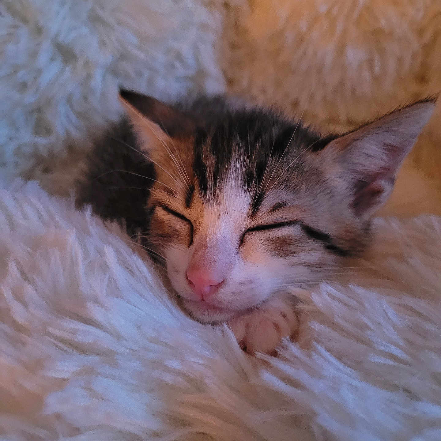 Athena participe au concours pour gagner de l'argent avec cette photo : animal, cat, closeup, cozy, cute, ears, face, fluffy, furry, indoors, kitten, peaceful, pet, pink_nose, resting, sleeping, small, soft, whiskers, white_blanket