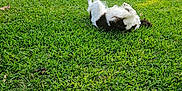 Pandora is registered to the contest to win money with this photo: dog, grass, backyard, fence, sunlight, outdoor, pet, playing, greenery, nature, happy, animal, canine, fur, sunshine, relaxing, summer, garden, daylight, cheerful