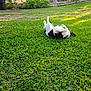dog, grass, backyard, fence, sunlight, outdoor, pet, playing, greenery, nature, happy, animal, canine, fur, sunshine, relaxing, summer, garden, daylight, cheerful