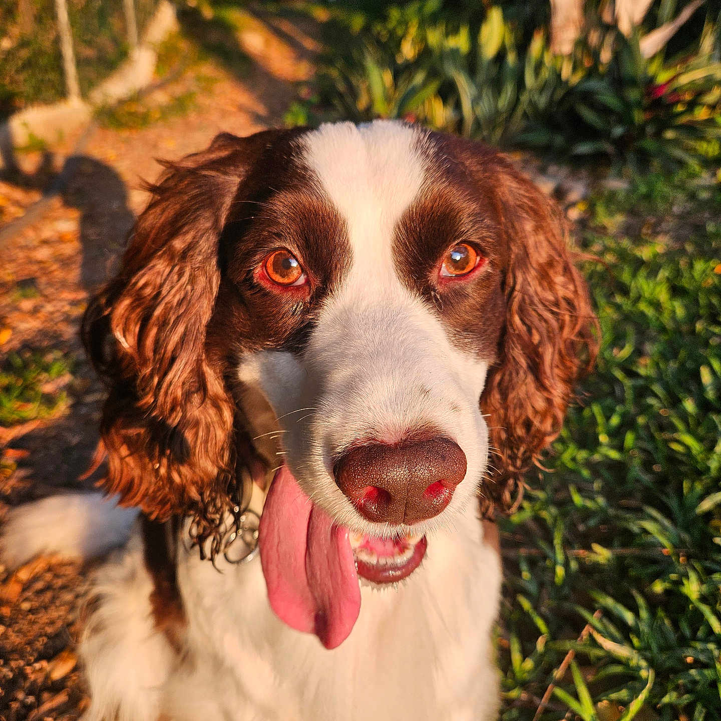 Pandora joined the competition — help win amazing prizes! animal, brown_and_white, canine, closeup, curly_ears, daytime, dog, eyes, fur, greenery, happy, nature, nose, outdoor, path, pet, portrait, sitting, sunlight, tongue_out