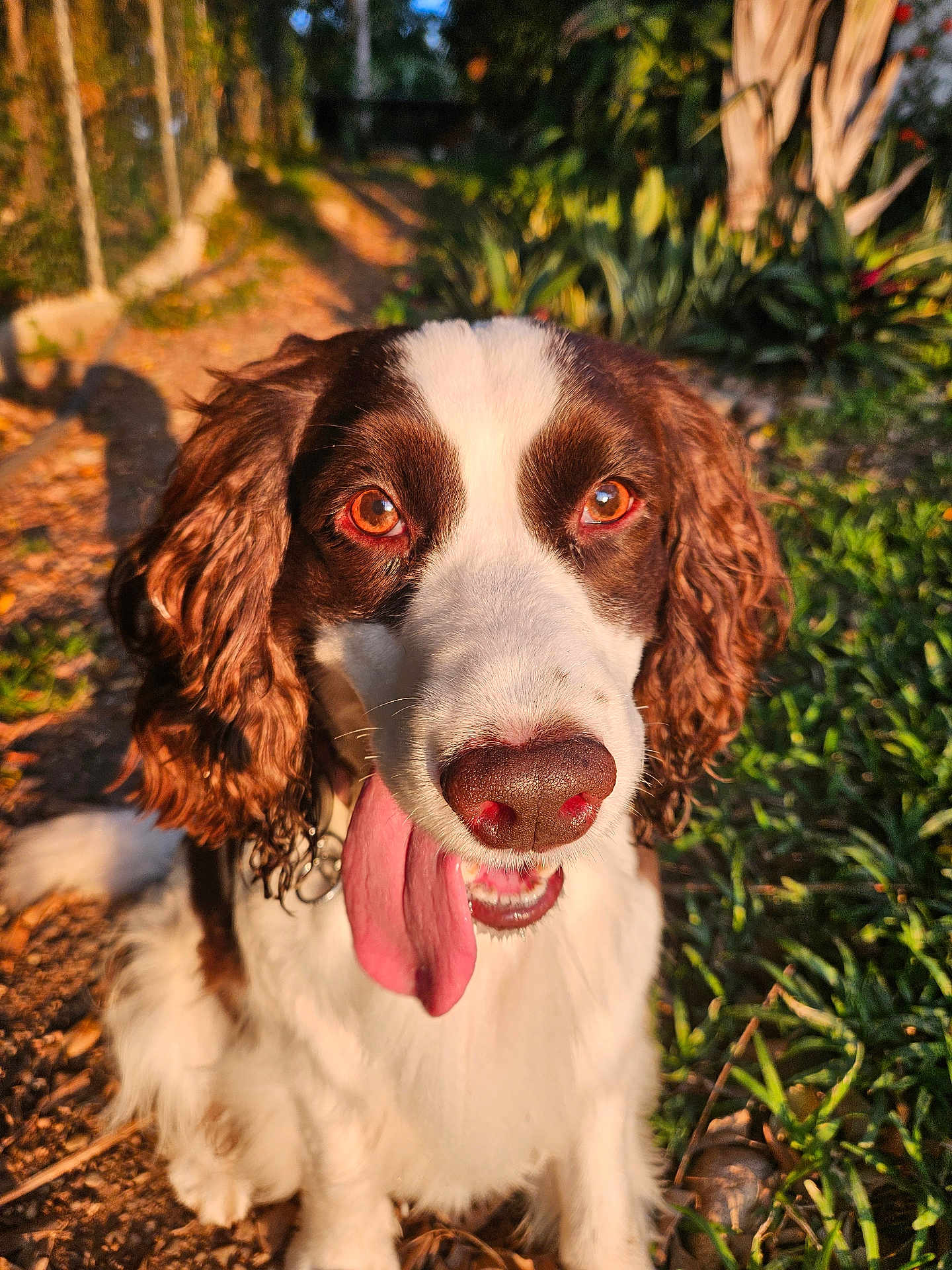 Pandora joined the competition — help win amazing prizes! dog, brown_and_white, curly_ears, tongue_out, outdoor, sunlight, greenery, path, happy, pet, canine, nature, closeup, animal, fur, nose, eyes, portrait, sitting, daytime