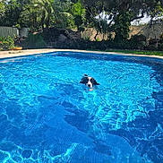 Pandora joined the competition — help win amazing prizes! dog, swimming, pool, water, outdoor, sunlight, greenery, plants, blue, pet, animal, summer, garden, nature, fence, relaxation, canine, backyard, fresh, leisure