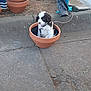 Pandora joined the competition — help win amazing prizes! puppy, dog, flower_pot, sidewalk, outdoor, plants, plastic_bag, clothing, leash, curious, brown_and_white, small, pet, urban, ground, concrete, resting, cute, young, casual