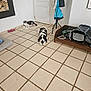 Pandora is registered to the contest to win money with this photo: cat, dog, floor, tile, door, rug, umbrella, coat_rack, bag, painting, wooden_shelf, pet_accessories, indoor, resting, animal, home, quiet, calm, relaxed, natural_light