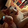 Touffetouffe a rejoint le concours — aidez-le/la à gagner de superbes lots ! cat, stuffed_animal, toy, indoor, cozy, close_up, feline, pet, white_cat, orange_spots, bookshelf, board_games, soft_lighting, warm_colors, relaxed, cuddling, home, furniture, sitting, plush