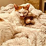 Touffetouffe a rejoint le concours — aidez-le/la à gagner de superbes lots ! cat, orange_and_white, sleepy, cozy, fluffy_blanket, stuffed_animal, indoor, resting, pet, feline, soft_texture, relaxed, warm_lighting, snuggling, comfort, fur, cute, animal, domestic, rest