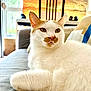 cat, white_cat, orange_cat, indoor, couch, furniture, relaxed, fur, pet, animal, whiskers, window, light, cozy, domestic, portrait, closeup, mammal, sitting, cute