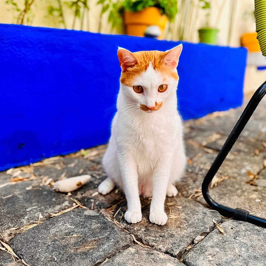 Touffetouffe participe au concours pour gagner de l'argent avec cette photo : animal, background_blur, blue_planter, cat, closeup, cobblestone, curious, daylight, fur, garden, nature, orange_and_white_cat, outdoor, paws, pet, plants, sitting, small_animal, street, whiskers