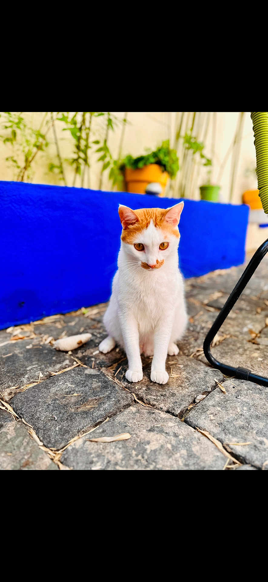 Touffetouffe participe au concours pour gagner de l'argent avec cette photo : cat, orange_and_white_cat, outdoor, plants, blue_planter, cobblestone, curious, pet, animal, sitting, nature, garden, closeup, fur, whiskers, daylight, small_animal, paws, street, background_blur
