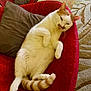 cat, feline, pet, indoor, relaxed, lounging, red_chair, cushion, pillow, white_fur, orange_fur, striped_tail, floor, carpet, patterned_rug, cute, sleepy, domestic_animal, cozy, resting