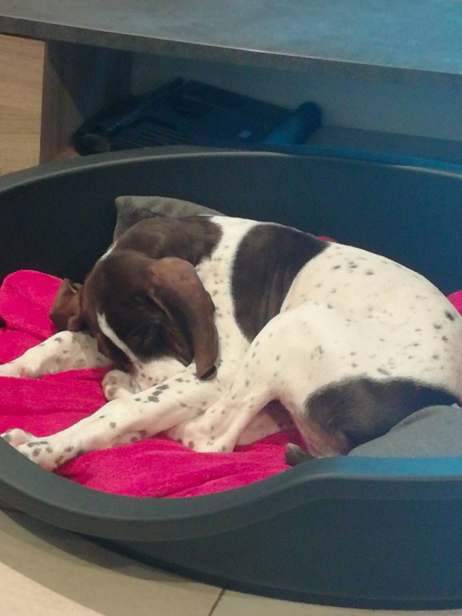 Rubis Et Ramses participe au concours pour gagner de l'argent avec cette photo : canidae, carnivore, coonhound, dog, dog_bed, dog_breed, english_springer_spaniel, german_shorthaired_pointer, nap, old_danish_pointer, pointer, pointing_breed, puppy, sporting_group, treeing_walker_coonhound