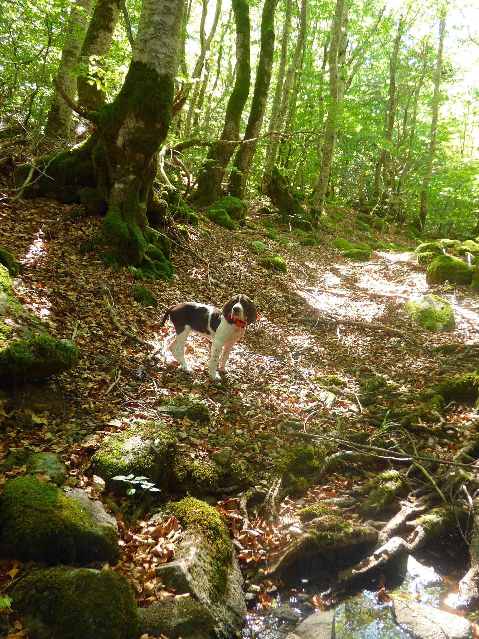 Rubis Et Ramses participe au concours pour gagner de l'argent avec cette photo : biome, forest, grass, jungle, moss, natural_environment, nature_reserve, non_vascular_land_plant, old_growth_forest, plant, plant_community, rainforest, ravine, temperate_broadleaf_and_mixed_forest, terrestrial_plant, tree, valdivian_temperate_rain_forest, vegetation, watercourse, woodland