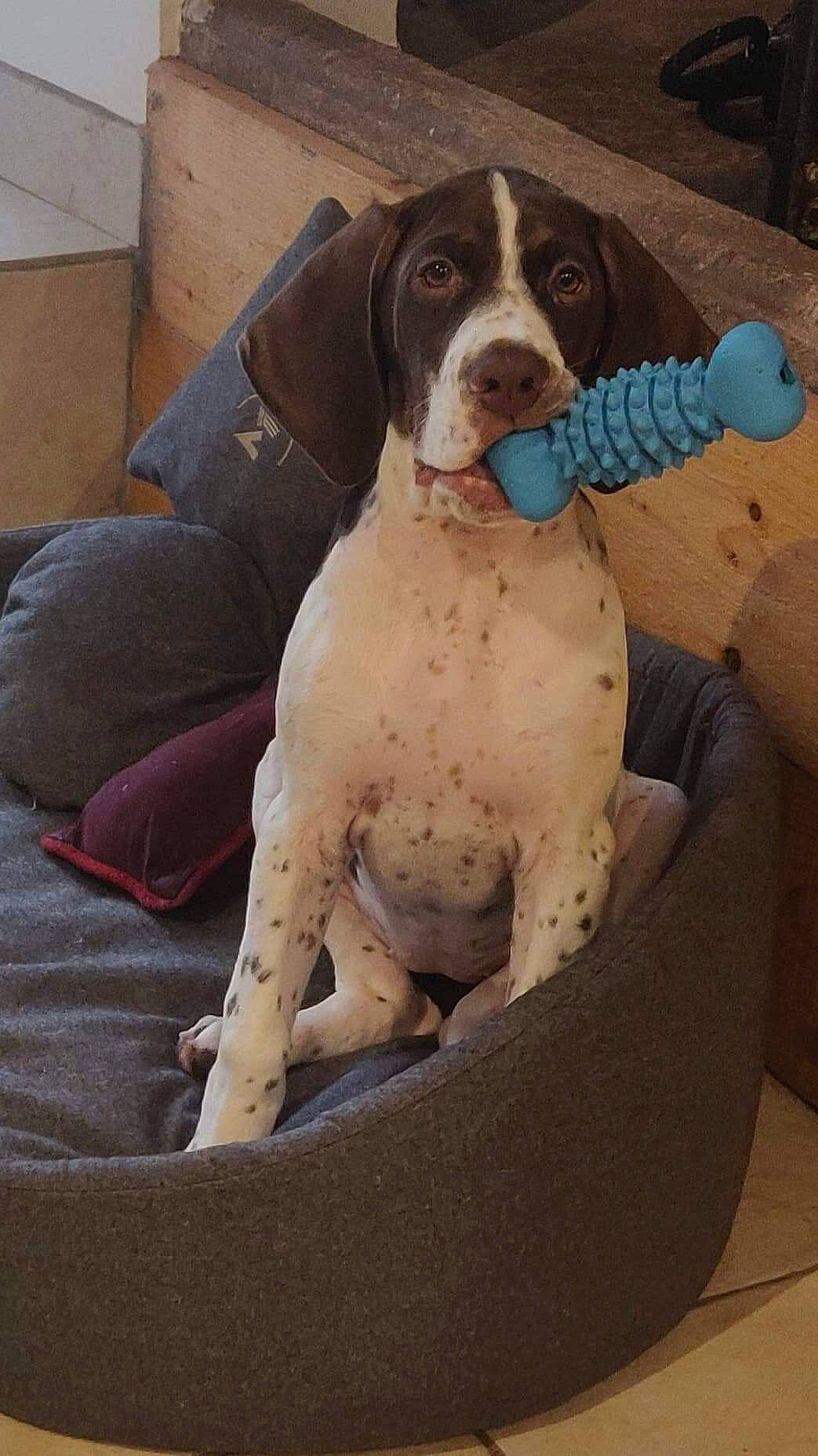 Rubis Et Ramses a rejoint le concours — aidez-le/la à gagner de superbes lots ! braque_dauvergne, braque_du_bourbonnais, braque_francais, canidae, carnivore, dog, dog_breed, german_shorthaired_pointer, hunting_dog, mammal, old_danish_pointer, pachon_navarro, pointer, pointing_breed, sporting_group, vertebrate