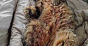 Scooby participe au concours pour gagner de l'argent avec cette photo : animal, bed, blanket, cat, claws, cozy, cute, cute_pet, domestic_cat, feline, fur, indoor, pet, pillow, relaxed, resting, sleeping, soft, tabby_cat, whiskers