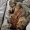 Scooby participe au concours pour gagner de l'argent avec cette photo : cat, tabby_cat, sleeping, bed, blanket, pillow, fur, cozy, cute, pet, animal, relaxed, indoor, resting, whiskers, claws, feline, soft, domestic_cat, cute_pet
