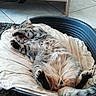 Scooby a rejoint le concours — aidez-le/la à gagner de superbes lots ! animal, blanket, cat, cozy, cute, domestic, floor, fur, furniture, home, indoor, paw, pet_bed, relaxed, resting, sleeping, tabby, tail, tile, whiskers