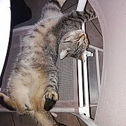 Scooby participe au concours pour gagner de l'argent avec cette photo : cat, tabby, feline, pet, relaxing, sleeping, chair, mesh, indoor, fur, whiskers, paws, animal, cute, cozy, resting, domestic, striped, floor, tile