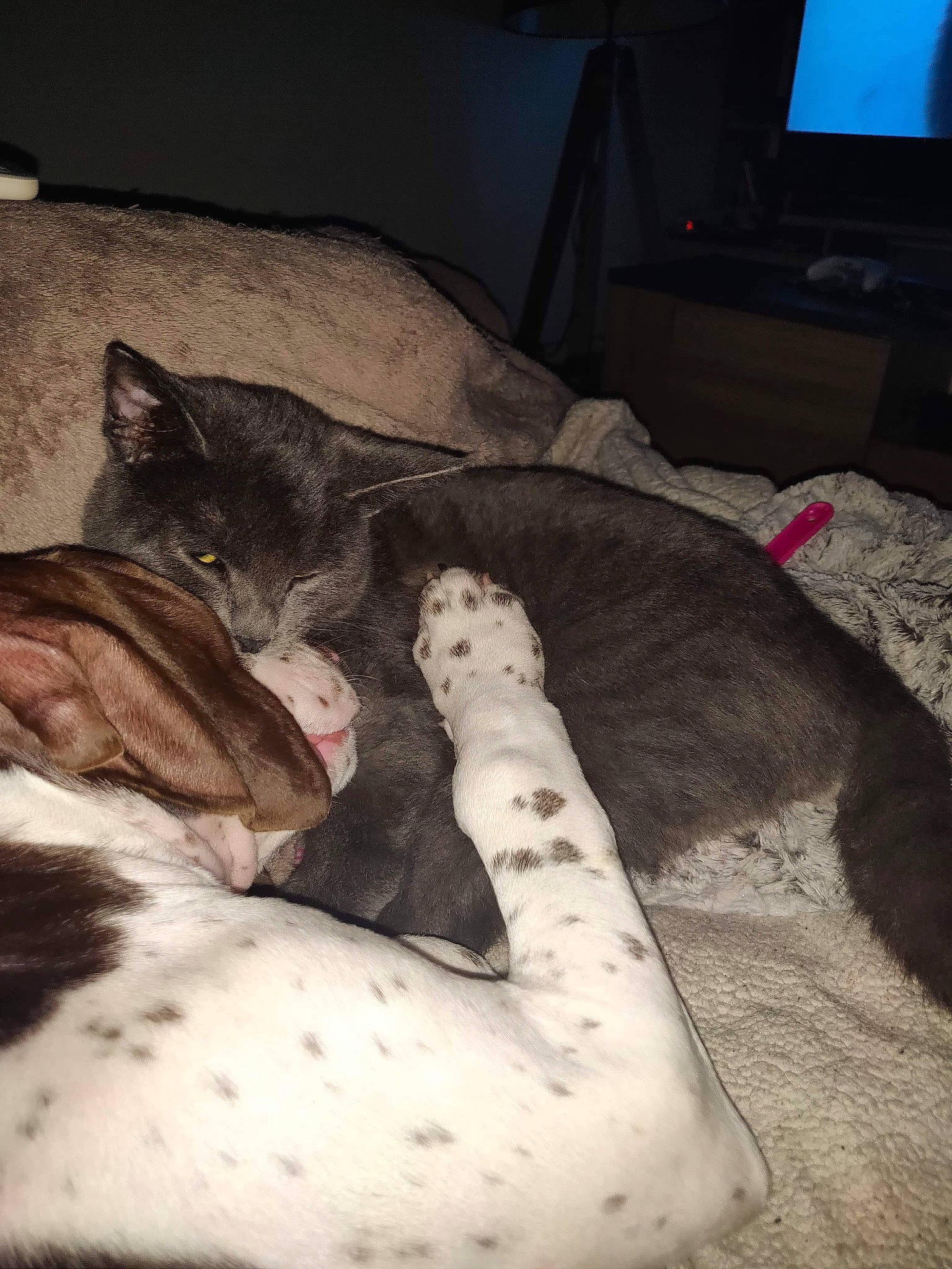 Ramsès a rejoint le concours — aidez-le/la à gagner de superbes lots ! canidae, carnivore, cat, comfort, egyptian_mau, felidae, fur, furniture, great_dane, kitten, nap, non_sporting_group, sleep, small_to_medium_sized_cats, tail, whiskers