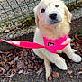 puppy, dog, golden_retriever, pink_harness, leaves, outdoor, fence, footwear, shoe, pavement, cute, pet, animal, young_dog, sitting, looking_up, sunlight, nature, casual, leash