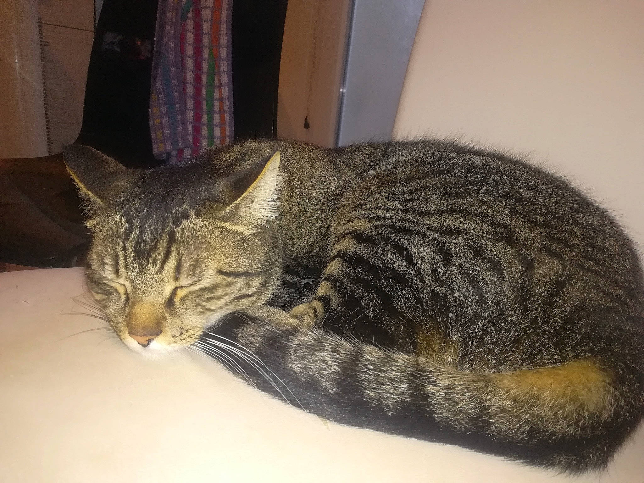 Chipi a rejoint le concours — aidez-le/la à gagner de superbes lots ! american_shorthair, asian, california_spangled, carnivore, cat, domestic_short_haired_cat, dragon_li, european_shorthair, felidae, fur, mammal, nap, pixie_bob, sleep, small_to_medium_sized_cats, snout, tabby_cat, tail, whiskers