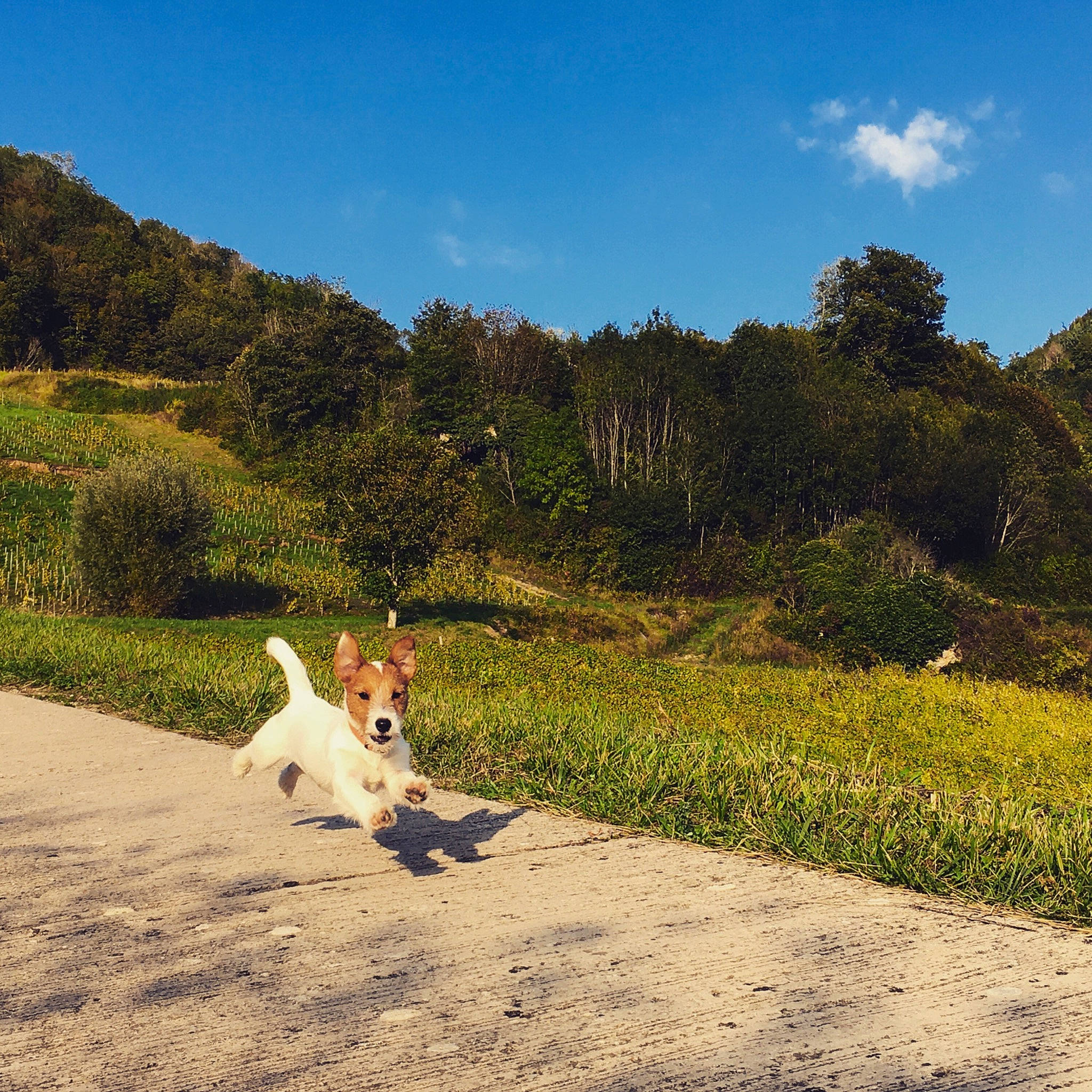 Sherpa a rejoint le concours — aidez-le/la à gagner de superbes lots ! carnivore, cloud, companion_dog, dog, dog_breed, ecoregion, fawn, grass, grassland, happy, horizon, landscape, leisure, mountain, natural_landscape, people_in_nature, plant, sky, slope, tree