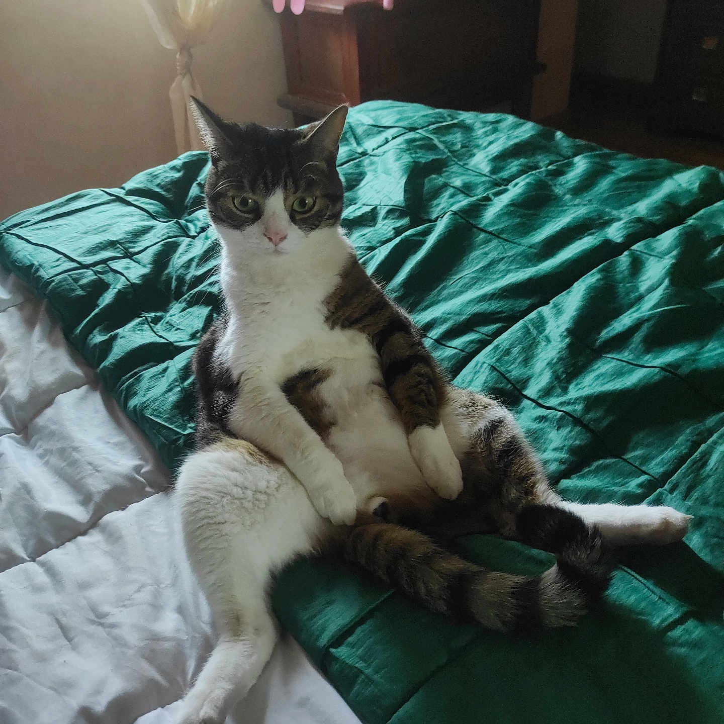 Tequila participe au concours pour gagner de l'argent avec cette photo : abyssinian, animal, bed, bedroom, blanket, cat, couch, cushion, dormroom, furniture, homedecor, indoors, kitten, linen, manx, person, pet, quilt, room, sleeping